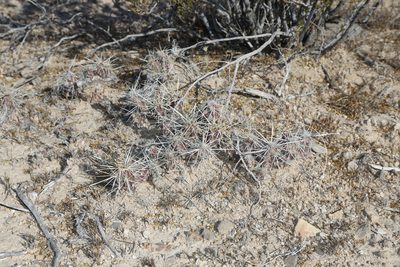 Grusonia grahamii, photographed by Reid Hardin