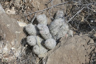 Pelecyphora tuberculosa, photographed by Reid Hardin