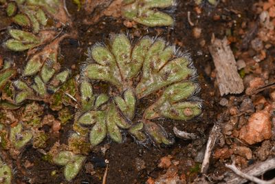 Riccia crinita, photographed by Trevor Van Loon