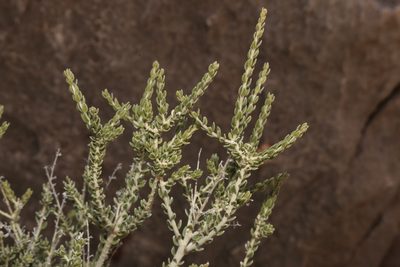 Mortonia scabrella, photographed by Reid Hardin