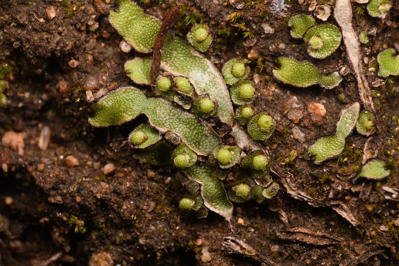 Asterella bolanderi, photographed by Trevor Van Loon
