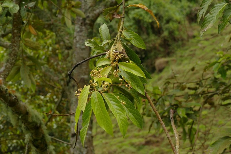 Nectandra discolor, photographed by Skjold Søndergaard