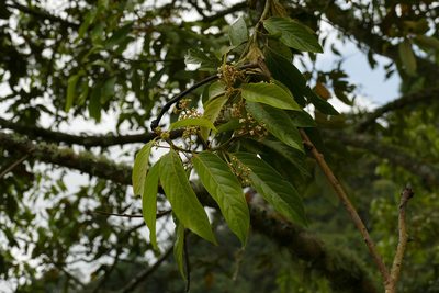 Nectandra discolor, photographed by Skjold Søndergaard