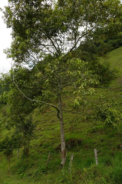 Nectandra discolor, photographed by Skjold Søndergaard