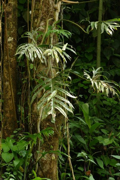 Philodendron elegans, photographed by Skjold Søndergaard