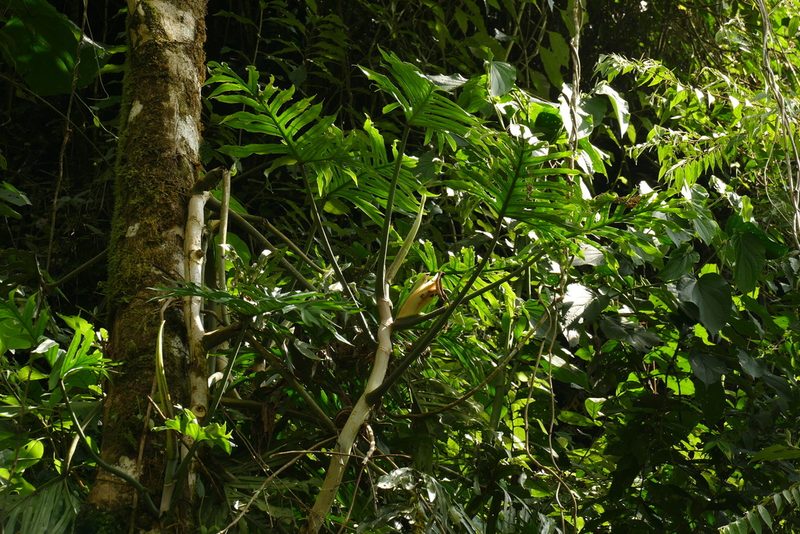 Philodendron elegans, photographed by Skjold Søndergaard
