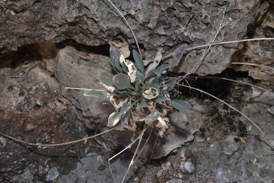 Physaria purpurea, photographed by Reid Hardin