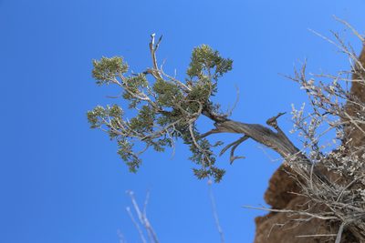 Juniperus monosperma, photographed by Reid Hardin