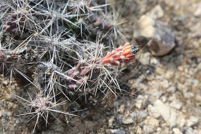 Grusonia grahamii, photographed by Reid Hardin
