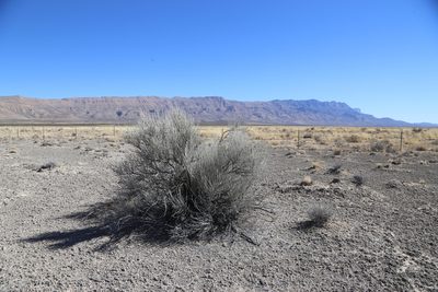 Lepidospartum burgessii, photographed by Reid Hardin