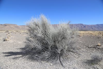 Lepidospartum burgessii, photographed by Reid Hardin