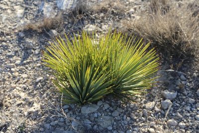 Yucca thompsoniana, photographed by Reid Hardin