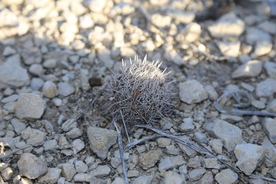 Coryphantha echinus, photographed by Reid Hardin