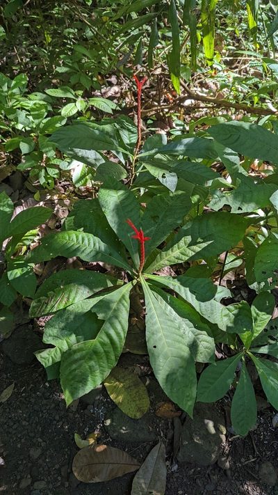 Aphelandra lingua-bovis, photographed by Trevor Van Loon