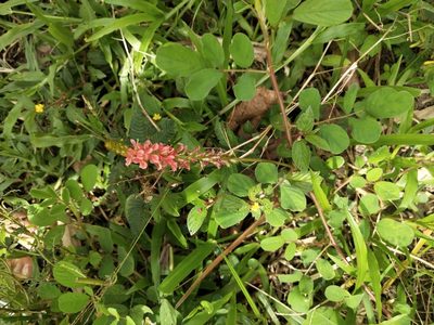 Indigofera hirsuta, photographed by Greg III Espera