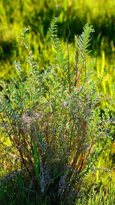 Astragalus asymmetricus, photographed by Michael Warner