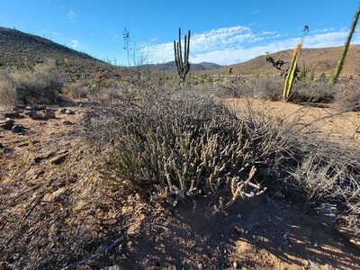 Cylindropuntia tesajo, photographed by Michelle Cloud-Hughes