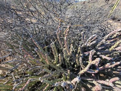 Cylindropuntia tesajo, photographed by Michelle Cloud-Hughes