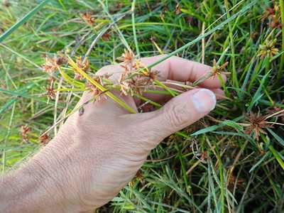 Cyperus congestus, photographed by Arnim Littek