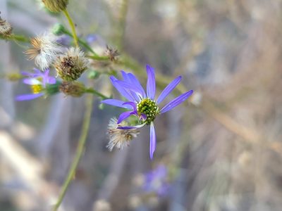 Erigeron foliosus, photographed by Daniel S.