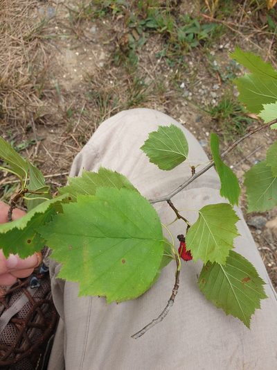 Crataegus macrosperma, photographed by Étienne Lacroix-Carignan