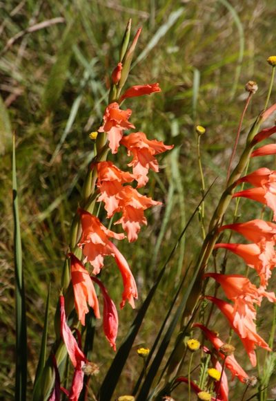 Gladiolus oppositiflorus, photographed by Tony Rebelo