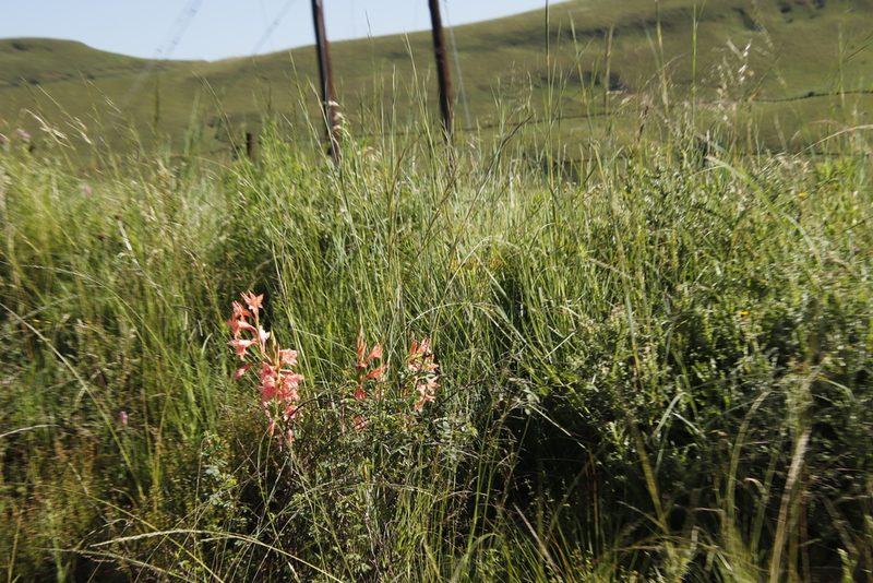 Gladiolus oppositiflorus, photographed by Tony Rebelo
