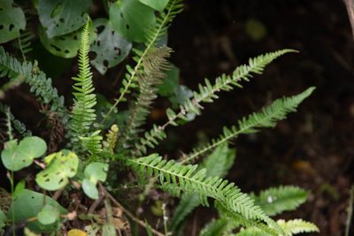 Doodia australis, photographed by M Rutherford