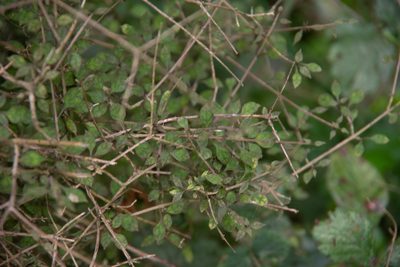 Coprosma areolata, photographed by M Rutherford