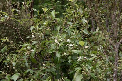Hoheria sexstylosa, photographed by M Rutherford