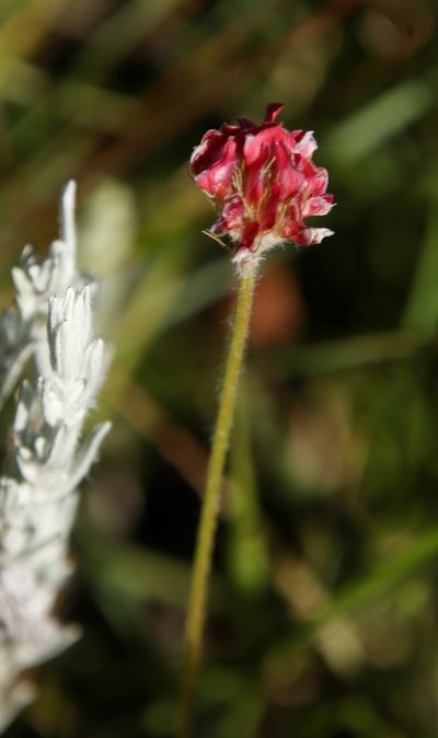 Trifolium africanum, photographed by Tony Rebelo