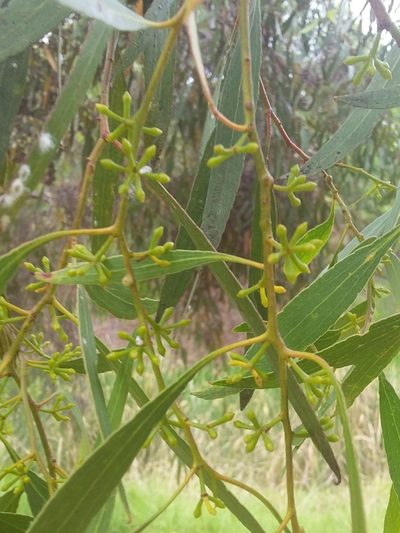 Eucalyptus porosa, photographed by insiderelic