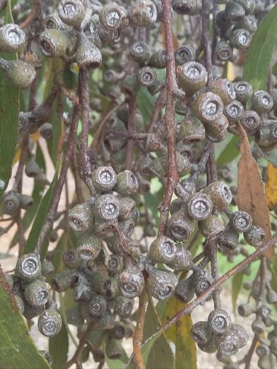 Eucalyptus porosa, photographed by insiderelic