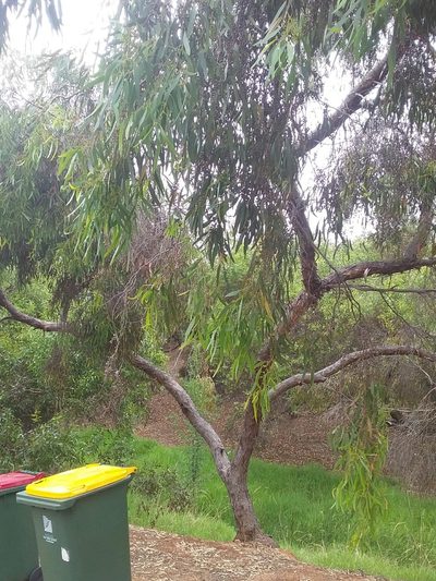 Eucalyptus porosa, photographed by insiderelic