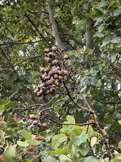 Corymbia torelliana, photographed by Richard Fuller