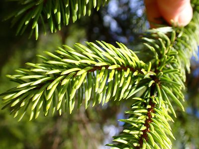 Picea sitchensis, photographed by Cricket Raspet