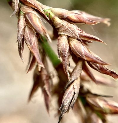 Lepidosperma effusum, photographed by pimelea