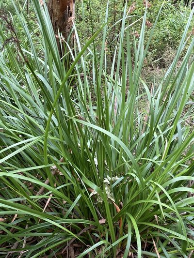 Lepidosperma effusum, photographed by pimelea