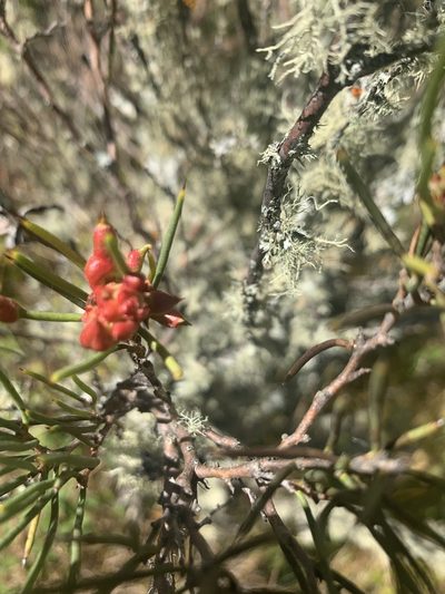 Hakea microcarpa, photographed by Geoff Shuetrim