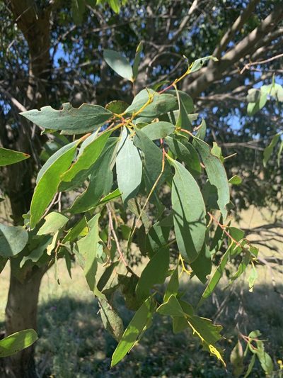 Eucalyptus stellulata, photographed by Geoff Shuetrim
