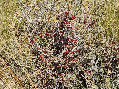 Coprosma decurva, photographed by gnapp