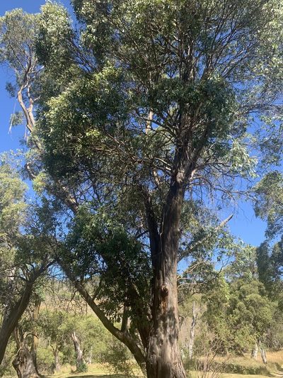Eucalyptus stellulata, photographed by Geoff Shuetrim
