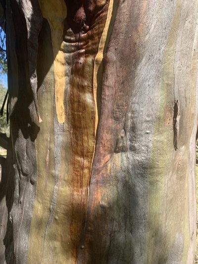 Eucalyptus stellulata, photographed by Geoff Shuetrim