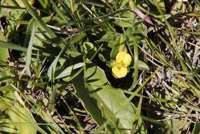 Commelina africana, photographed by Tony Rebelo