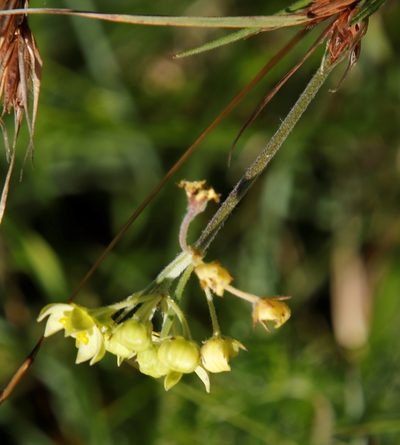 Aspidonepsis flava, photographed by Tony Rebelo