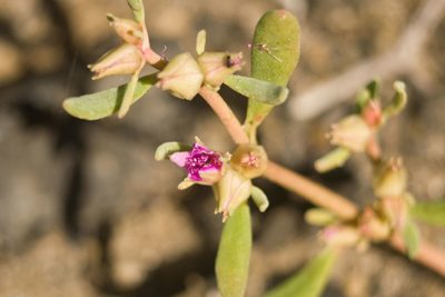 Sesuvium verrucosum, photographed by Kevin Faccenda