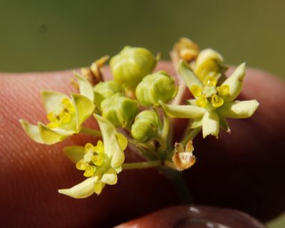 Aspidonepsis flava, photographed by Tony Rebelo