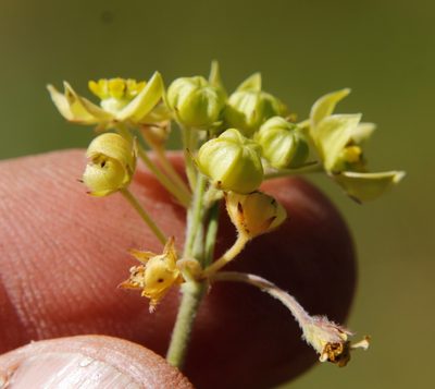 Aspidonepsis flava, photographed by Tony Rebelo