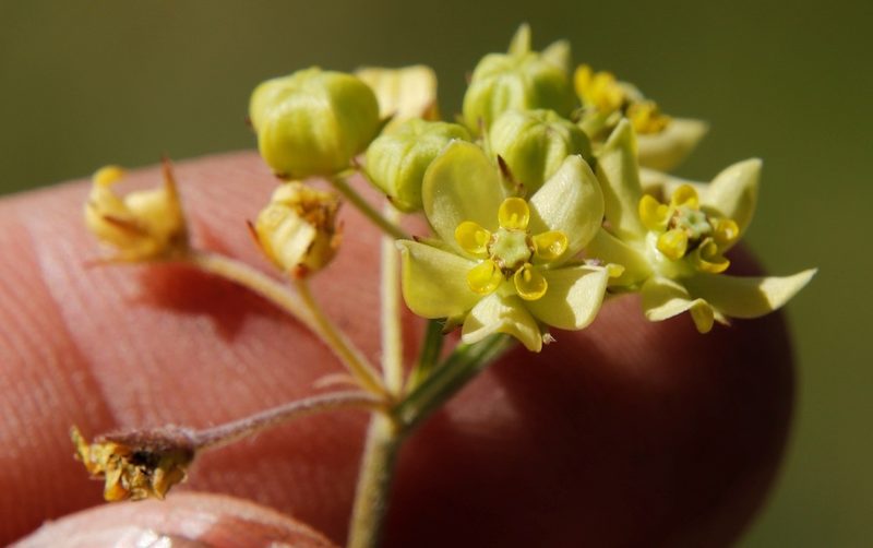 Aspidonepsis flava, photographed by Tony Rebelo