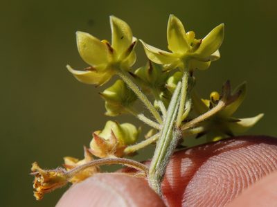 Aspidonepsis flava, photographed by Tony Rebelo